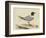 Meyer Shorebirds I-H. l. Meyer-Framed Art Print