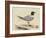 Meyer Shorebirds I-H. l. Meyer-Framed Art Print