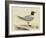 Meyer Shorebirds I-H. l. Meyer-Framed Art Print