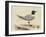 Meyer Shorebirds I-H. l. Meyer-Framed Art Print