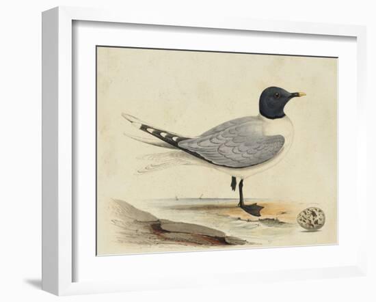 Meyer Shorebirds I-H. l. Meyer-Framed Art Print