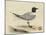 Meyer Shorebirds I-H. l. Meyer-Mounted Art Print