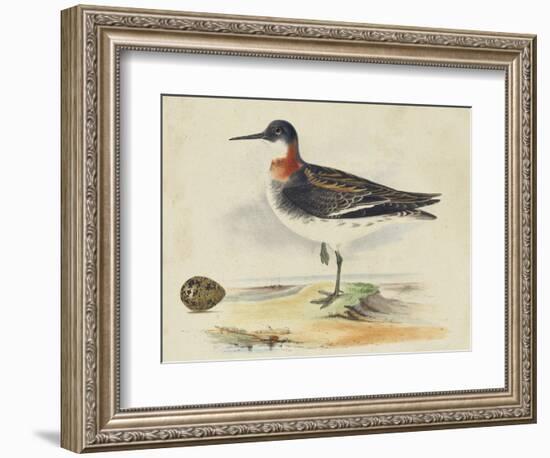 Meyer Shorebirds II-H. l. Meyer-Framed Art Print