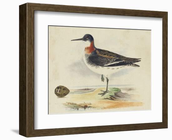 Meyer Shorebirds II-H. l. Meyer-Framed Art Print