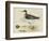 Meyer Shorebirds II-H. l. Meyer-Framed Art Print