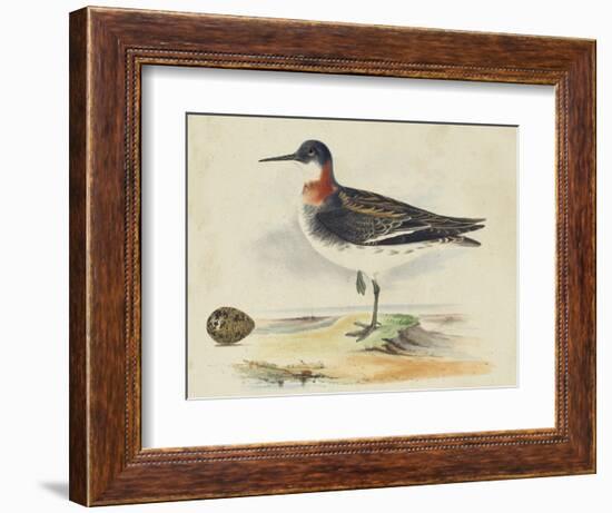 Meyer Shorebirds II-H. l. Meyer-Framed Art Print