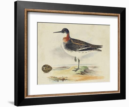 Meyer Shorebirds II-H. l. Meyer-Framed Art Print