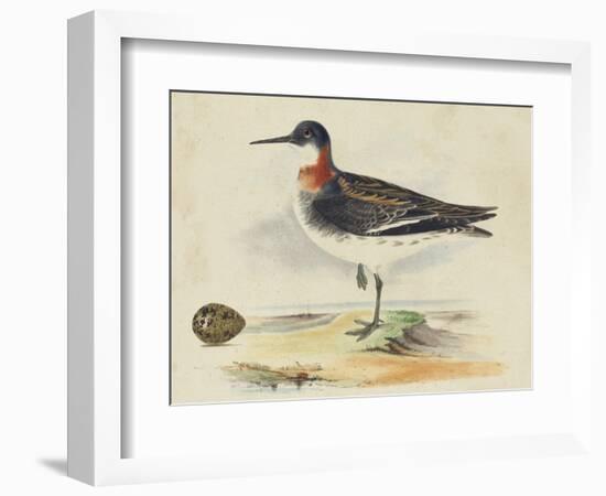 Meyer Shorebirds II-H. l. Meyer-Framed Art Print