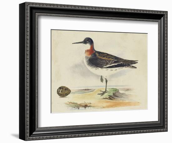 Meyer Shorebirds II-H. l. Meyer-Framed Art Print
