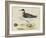 Meyer Shorebirds II-H. l. Meyer-Framed Art Print