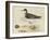 Meyer Shorebirds II-H. l. Meyer-Framed Art Print