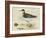 Meyer Shorebirds II-H. l. Meyer-Framed Art Print