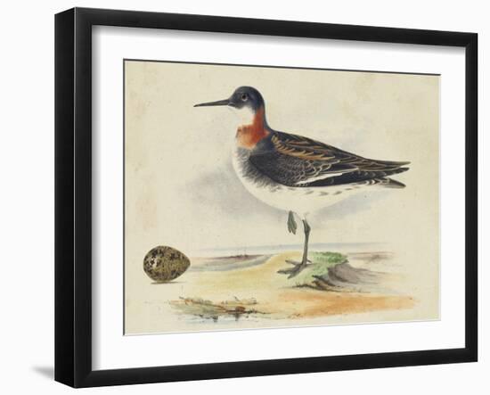 Meyer Shorebirds II-H. l. Meyer-Framed Art Print