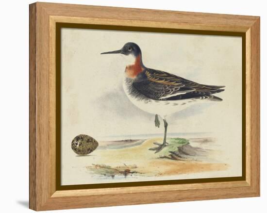 Meyer Shorebirds II-H. l. Meyer-Framed Stretched Canvas