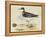 Meyer Shorebirds II-H. l. Meyer-Framed Stretched Canvas