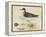 Meyer Shorebirds II-H. l. Meyer-Framed Stretched Canvas