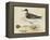 Meyer Shorebirds II-H. l. Meyer-Framed Stretched Canvas