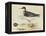 Meyer Shorebirds II-H. l. Meyer-Framed Stretched Canvas