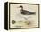 Meyer Shorebirds II-H. l. Meyer-Framed Stretched Canvas