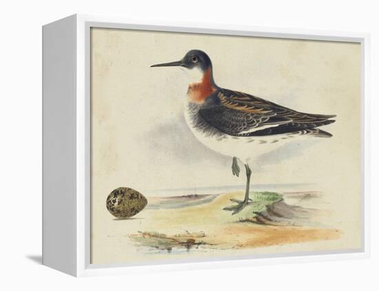 Meyer Shorebirds II-H. l. Meyer-Framed Stretched Canvas