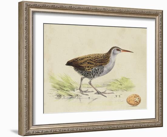 Meyer Shorebirds III-H. l. Meyer-Framed Art Print