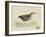 Meyer Shorebirds III-H. l. Meyer-Framed Art Print