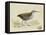 Meyer Shorebirds III-H. l. Meyer-Framed Stretched Canvas