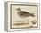 Meyer Shorebirds IV-H. l. Meyer-Framed Stretched Canvas