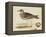 Meyer Shorebirds IV-H. l. Meyer-Framed Stretched Canvas