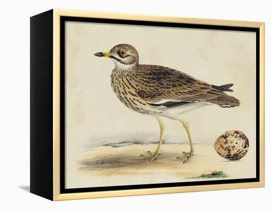 Meyer Shorebirds IV-H. l. Meyer-Framed Stretched Canvas