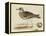 Meyer Shorebirds IV-H. l. Meyer-Framed Stretched Canvas