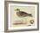 Meyer Shorebirds IV-H. l. Meyer-Framed Art Print