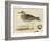 Meyer Shorebirds IV-H. l. Meyer-Framed Art Print