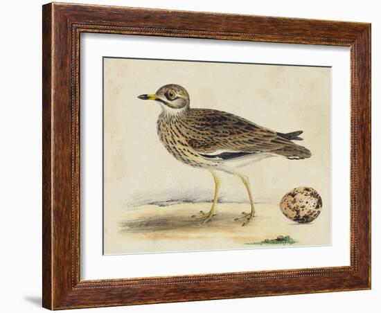 Meyer Shorebirds IV-H. l. Meyer-Framed Art Print