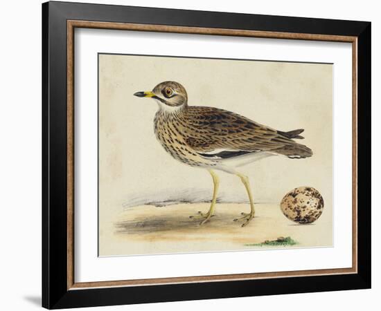 Meyer Shorebirds IV-H. l. Meyer-Framed Art Print