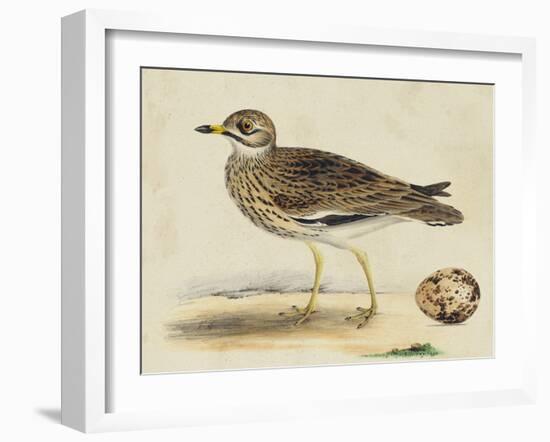 Meyer Shorebirds IV-H. l. Meyer-Framed Art Print