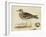 Meyer Shorebirds IV-H. l. Meyer-Framed Art Print