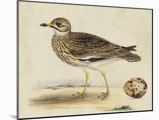 Meyer Shorebirds IV-H. l. Meyer-Mounted Art Print