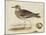 Meyer Shorebirds IV-H. l. Meyer-Mounted Art Print