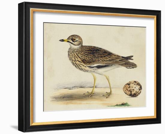 Meyer Shorebirds IV-H. l. Meyer-Framed Art Print