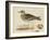 Meyer Shorebirds IV-H. l. Meyer-Framed Art Print