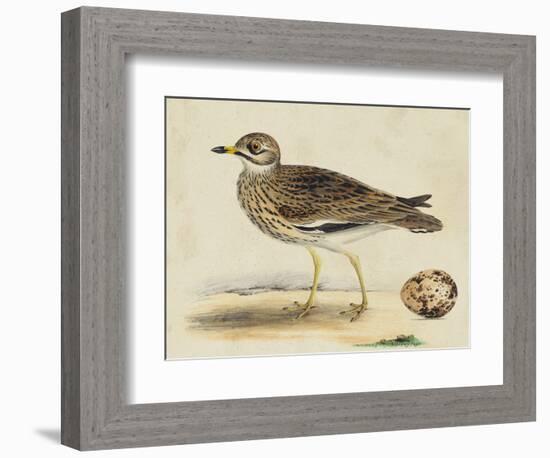 Meyer Shorebirds IV-H. l. Meyer-Framed Art Print