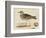 Meyer Shorebirds IV-H. l. Meyer-Framed Art Print