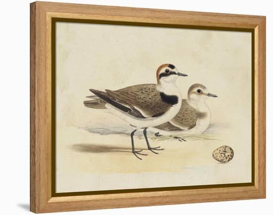 Meyer Shorebirds V-H. l. Meyer-Framed Stretched Canvas