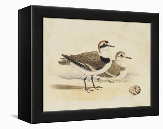 Meyer Shorebirds V-H. l. Meyer-Framed Stretched Canvas