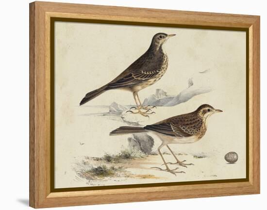 Meyer Shorebirds VI-H. l. Meyer-Framed Stretched Canvas