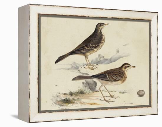 Meyer Shorebirds VI-H. l. Meyer-Framed Stretched Canvas