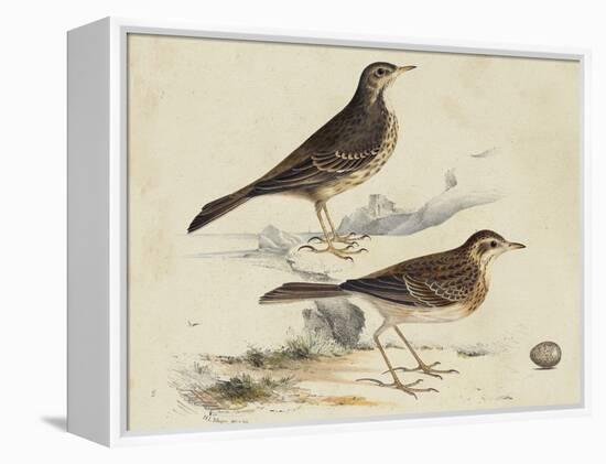 Meyer Shorebirds VI-H. l. Meyer-Framed Stretched Canvas