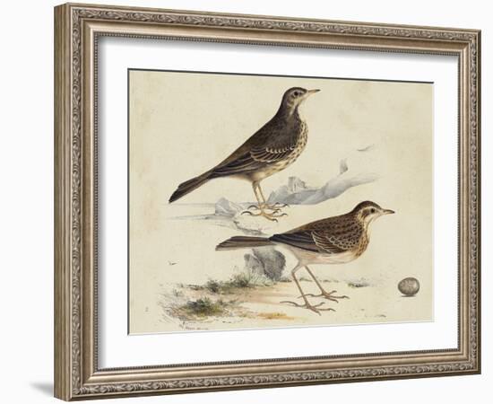 Meyer Shorebirds VI-H. l. Meyer-Framed Art Print