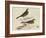 Meyer Shorebirds VI-H. l. Meyer-Framed Art Print